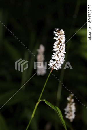 イブキトラノオ 80439276