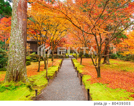 秋の京都 三千院 往生極楽院と有清園 秋の京都 三千院 往生極楽院と有清園 80439303