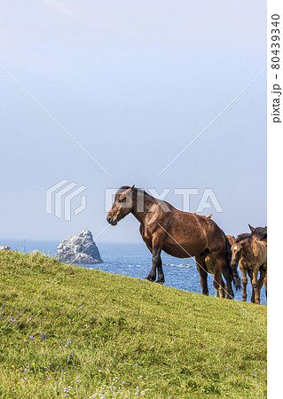 青森 津軽海峡と寒立馬 80439340