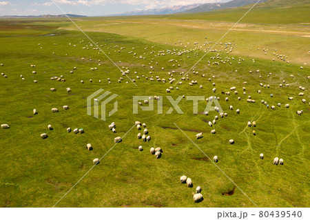 Sheep on the prairie with blue sky. 80439540