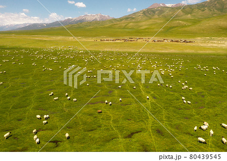 Sheep on the prairie with blue sky. Sheep on the prairie with blue sky. 80439545