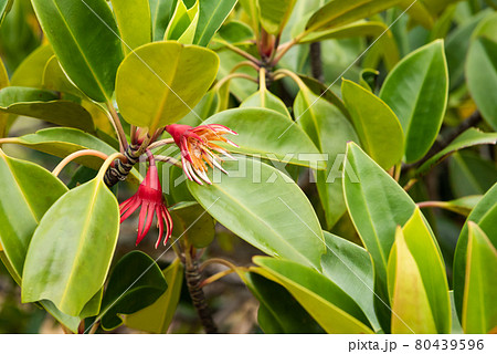 Gorgeous mangrove red flower closeup at natural environment. Iriomote Island. Gorgeous mangrove red flower closeup at natural environment. Iriomote Island. 80439596