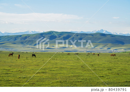 Grassland and Horses in the sun. 80439791