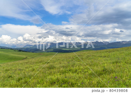 Grassland and mountains in a sunny day. Photo in Kalajun grassland in Xinjiang, China. Grassland and mountains in a sunny day. Photo in Kalajun grassland in Xinjiang, China. 80439808