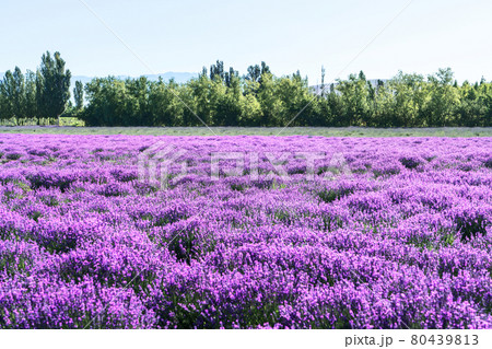 Lavender manor on a sunny day. Lavender manor on a sunny day. 80439813