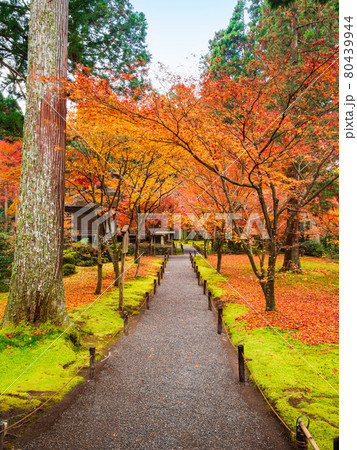 秋の京都　三千院　往生極楽院と有清園 80439944