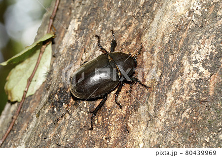 カブトムシ の写真素材