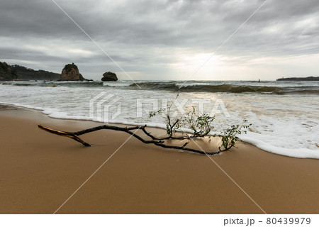 Tree branch on the wet sands being bathed by the sea after a typhoon, illuminated by soft sun light. Iriomote Island. Tree branch on the wet sands being bathed by the sea after a typhoon, illuminated by soft sun light. Iriomote Island. 80439979