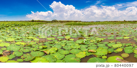 Lotus farm in Cambodia 80440097