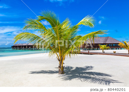 Palm tree in the Maldives Palm tree in the Maldives 80440201