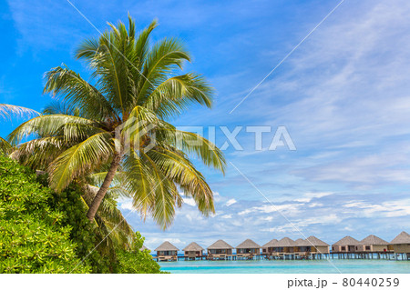 Sunbed and umbrella in the Maldives 80440259