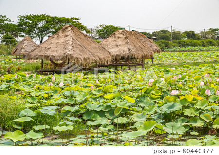Lotus farm in Cambodia Lotus farm in Cambodia 80440377