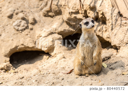 Cute close up surikat 80440572