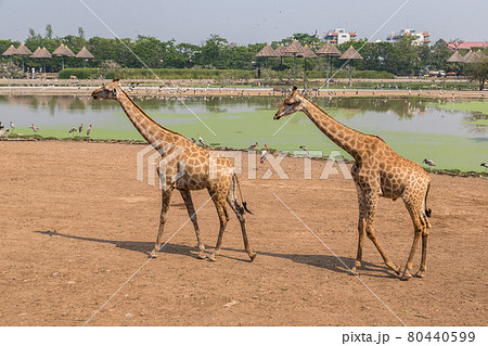 Giraffe in Zoo in Bangkok Giraffe in Zoo in Bangkok 80440599