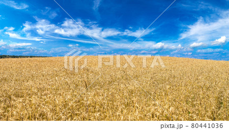 A wheat field 80441036
