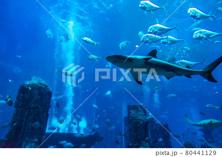 Large aquarium in Dubai Large aquarium in Dubai 80441129