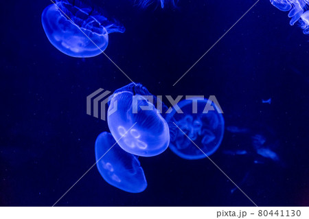 Jellyfish 80441130