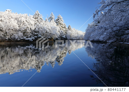 雲場池の雪化粧 80441177