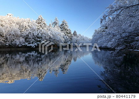 雲場池の雪化粧 80441179