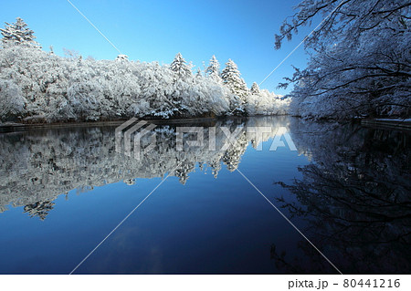 雲場池の雪化粧 80441216