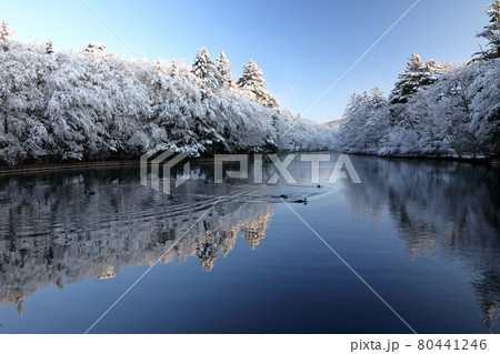 雲場池の雪化粧 80441246