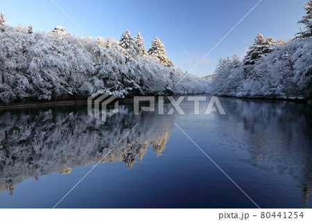 雲場池の雪化粧 雲場池の雪化粧 80441254