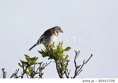 ホオアカ ホオアカ 80441506