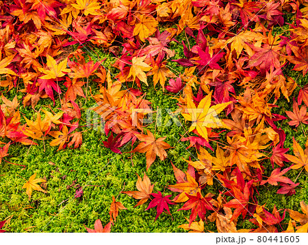 散り紅葉 三千院 散り紅葉 三千院 80441605