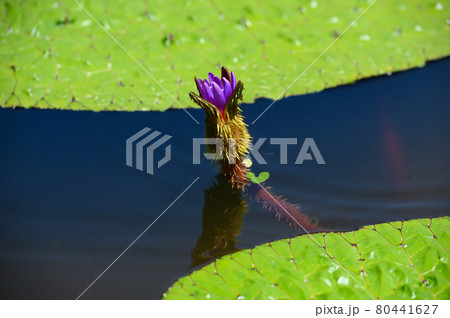 日本で絶滅危惧II類のオニバスの花 80441627