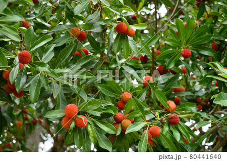 ヤマモモの実 ヤマモモの実 80441640