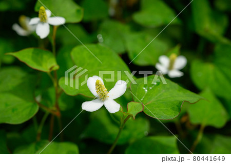ドクダミの花 ドクダミの花 80441649
