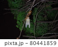 蝉　羽化 80441859