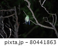 蝉　羽化 80441863