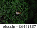 蝉　羽化 80441867