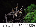 蝉　羽化 80441869