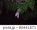 蝉　羽化 80441871