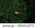 蝉　羽化 80441873