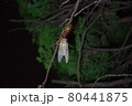 蝉　羽化 80441875