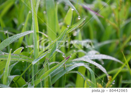 朝露光る草 80442065