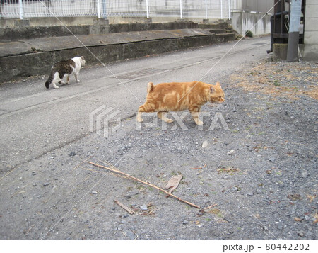 喧嘩に決着がついて解散する野良猫 80442202