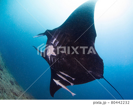 珊瑚礁を泳ぐブラックマンタ(ナンヨウマンタ)を見上げる (ヌメア、ニューカレドニア) 80442232