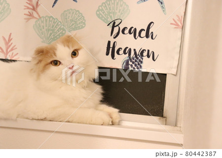 ビーチヘブン 猫と夏 ビーチヘブン 猫と夏 80442387