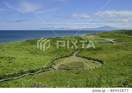 晴天の夏の小清水原生花園とオホーツク海 晴天の夏の小清水原生花園とオホーツク海 80442677