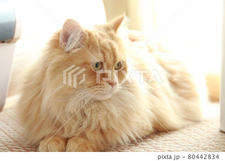 一点を見つめるラガマフィンの成猫 80442834