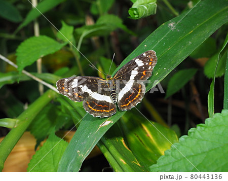 生態写真、サカハチチョウ 80443136