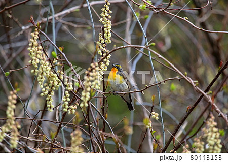 キビタキ 80443153