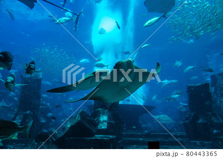 Large aquarium  in Dubai 80443365