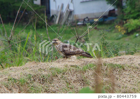長野県長野市信里の風景　鳶 80443759
