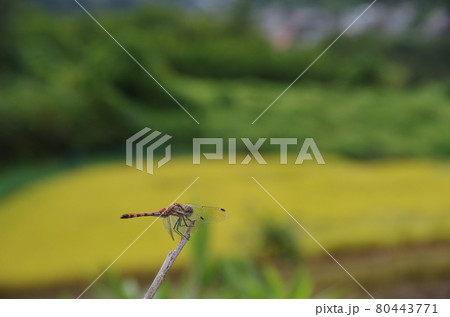 長野県長野市信里の風景 トンボ 長野県長野市信里の風景 トンボ 80443771