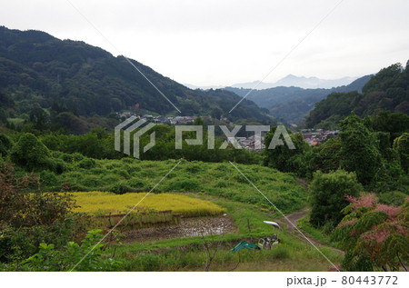 長野県長野市信里の風景　稲穂と北アルプス 80443772